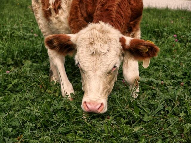 alfalfa-en-vacas-lecheras