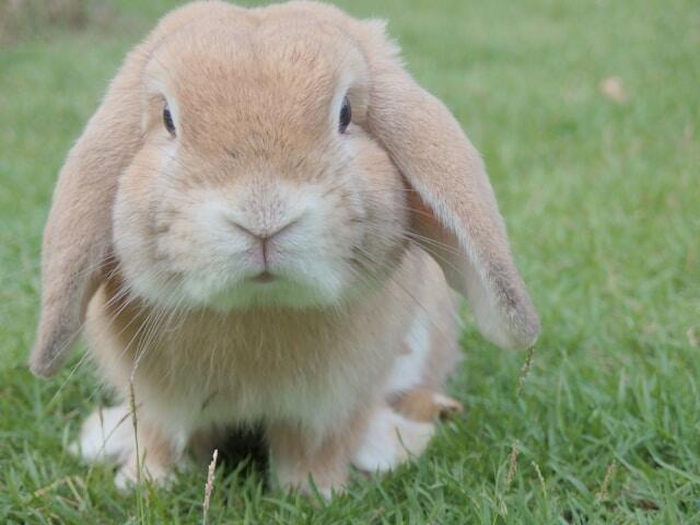 alfalfa-para-conejos