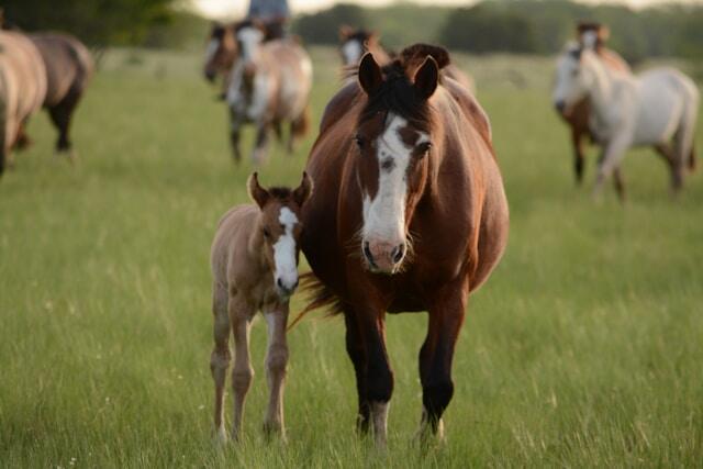 alfalfa-peletizada-alimento-para-caballos-1