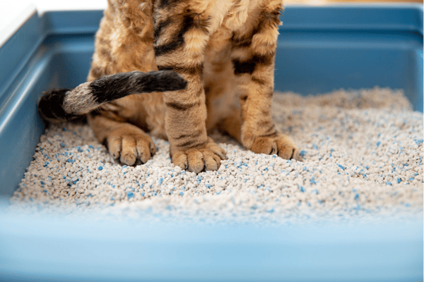 pellets-como-sustituto-de-arena-para-gatos