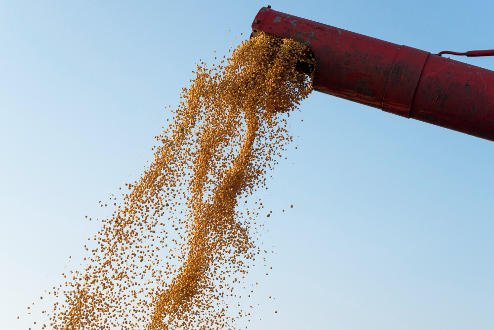 Pellets de alfalfa listos para almacenamiento y transporte