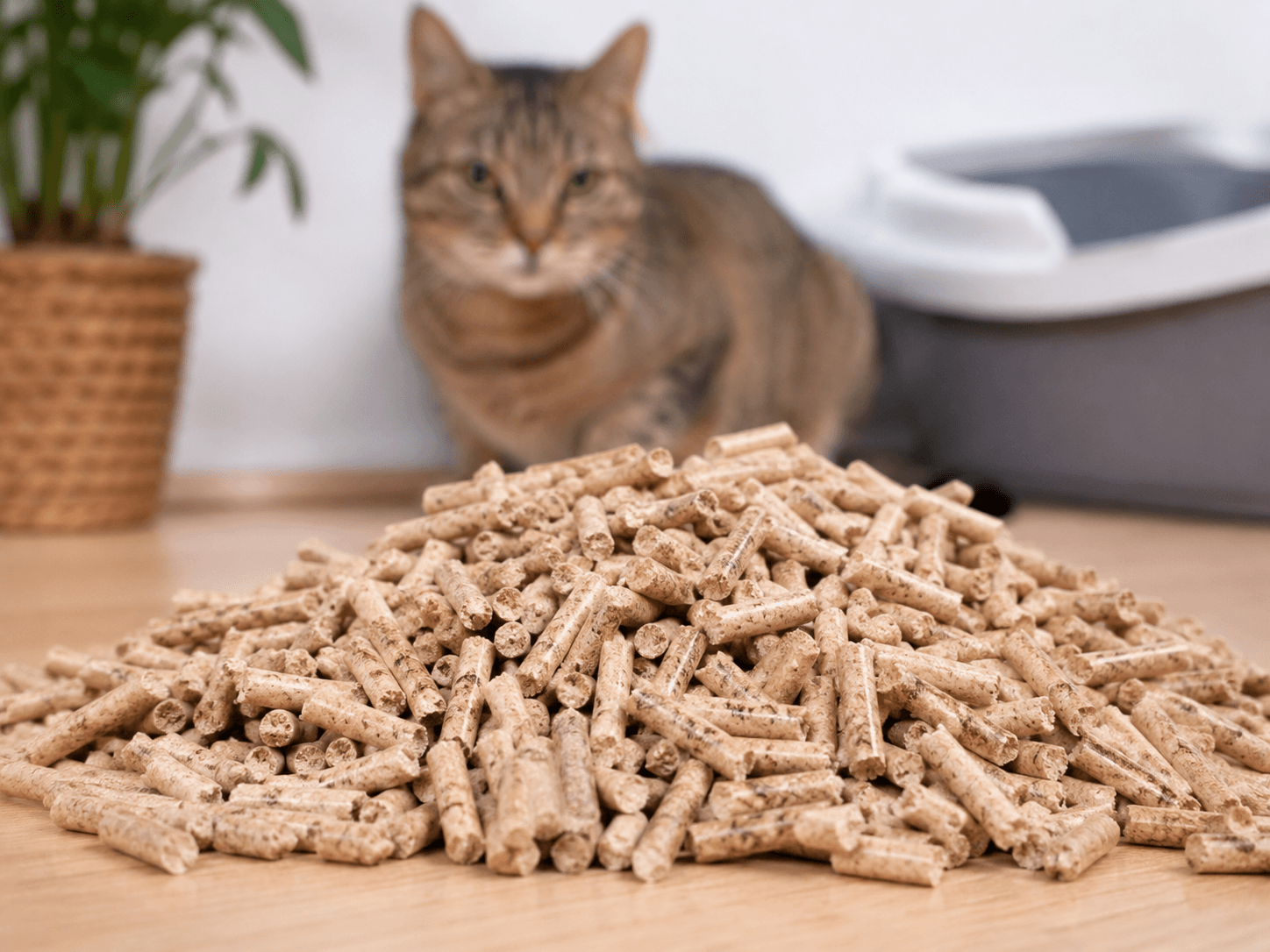 Pellets de madera para gato que reducen el costo de mantenimiento de tu mascota.