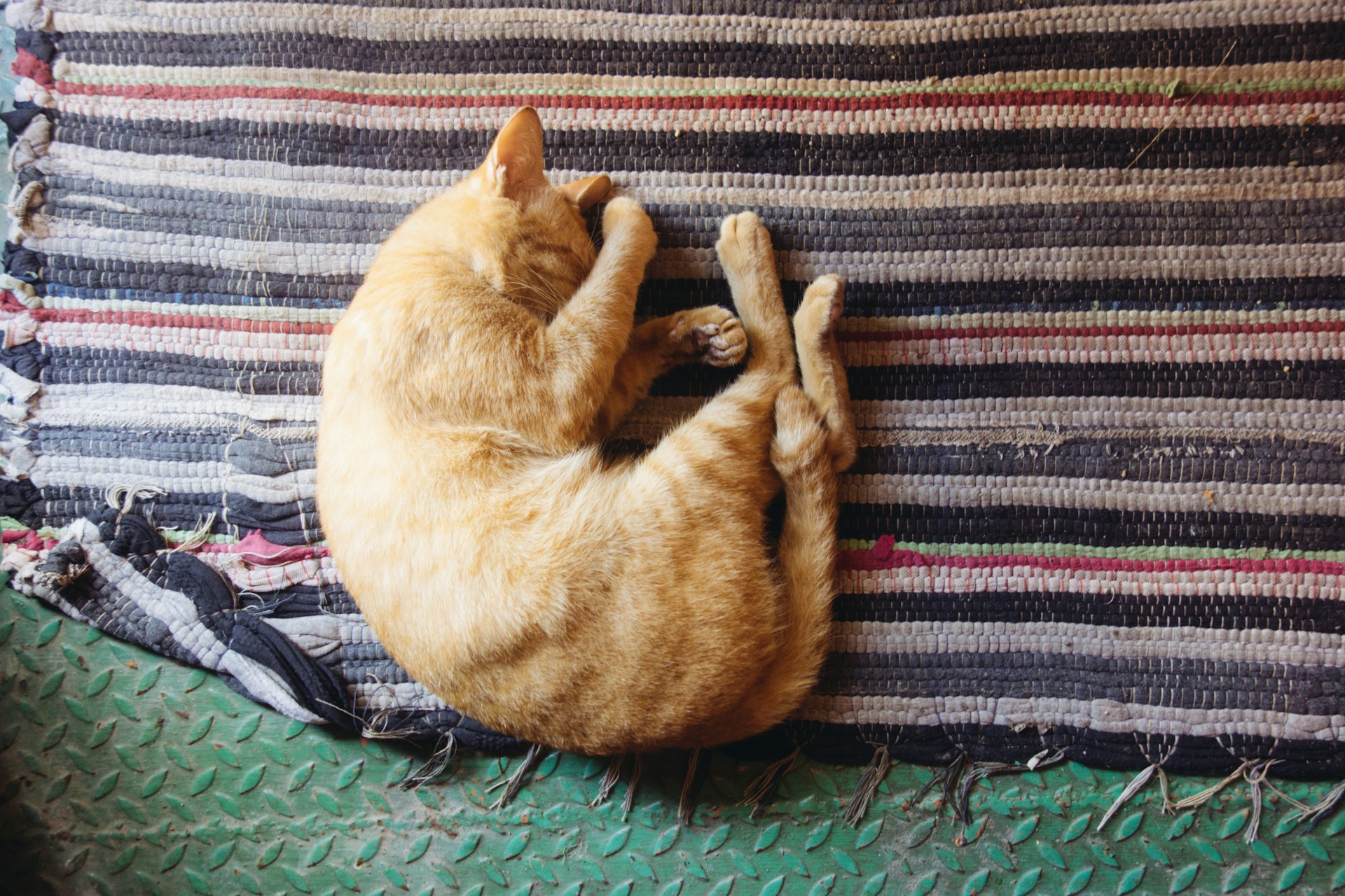 Por qué los gatos duermen tanto